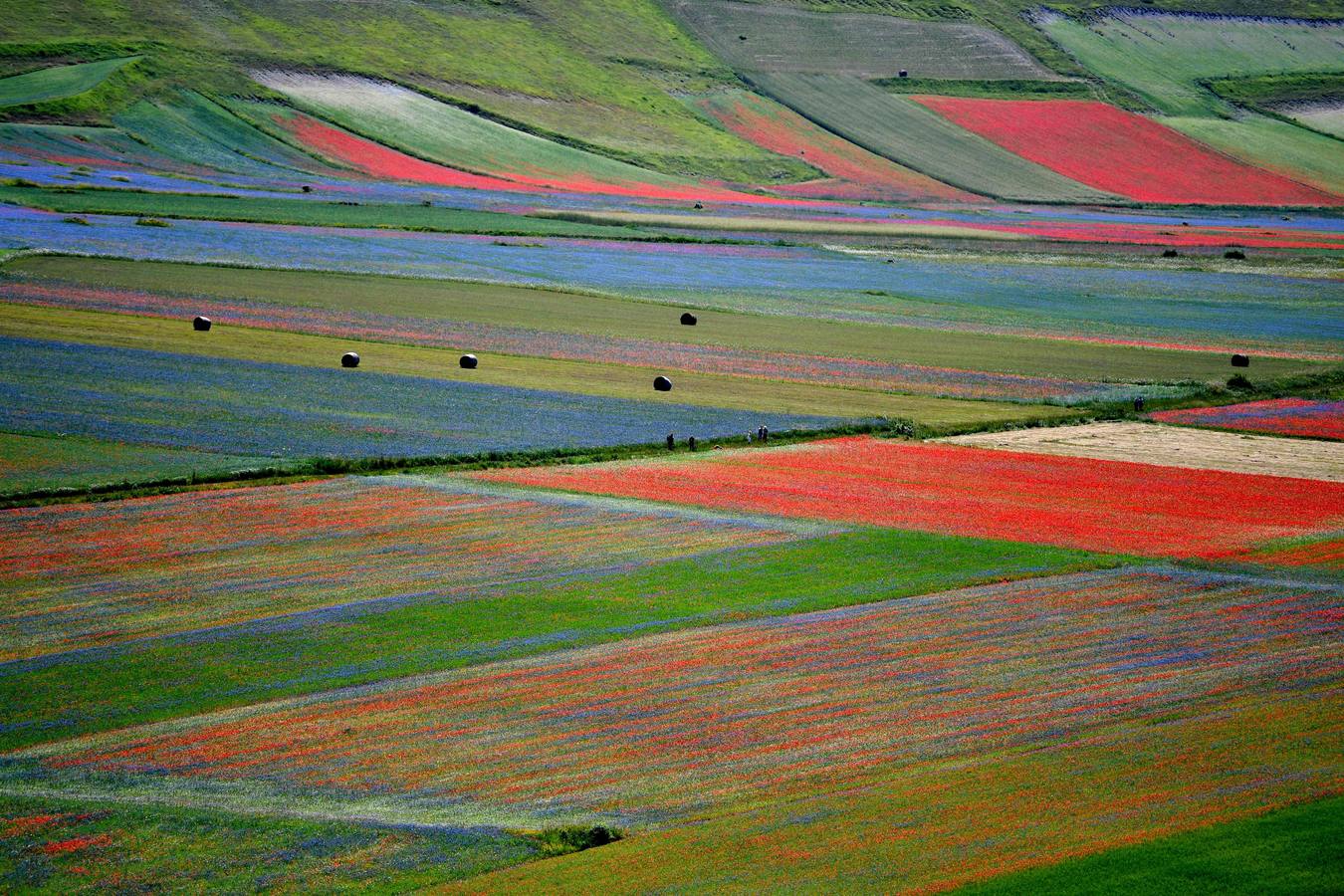 Un mar de color