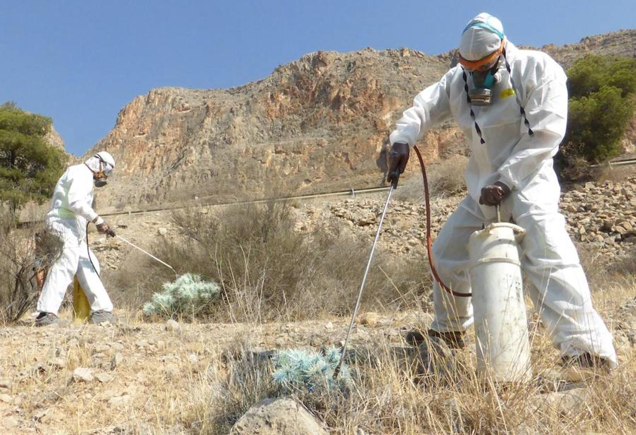 Fumigan el cactus de Arizona en la Vega Baja