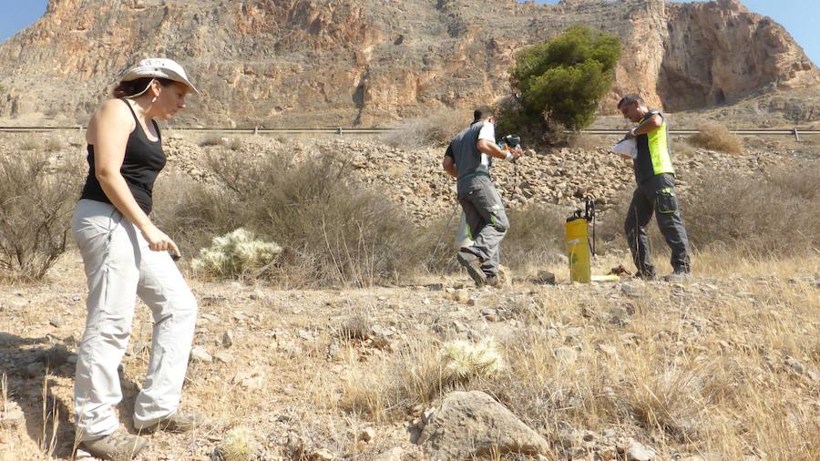 Fumigan el cactus de Arizona en la Vega Baja