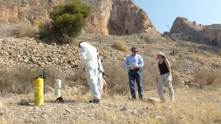 Fumigan el cactus de Arizona en la Vega Baja