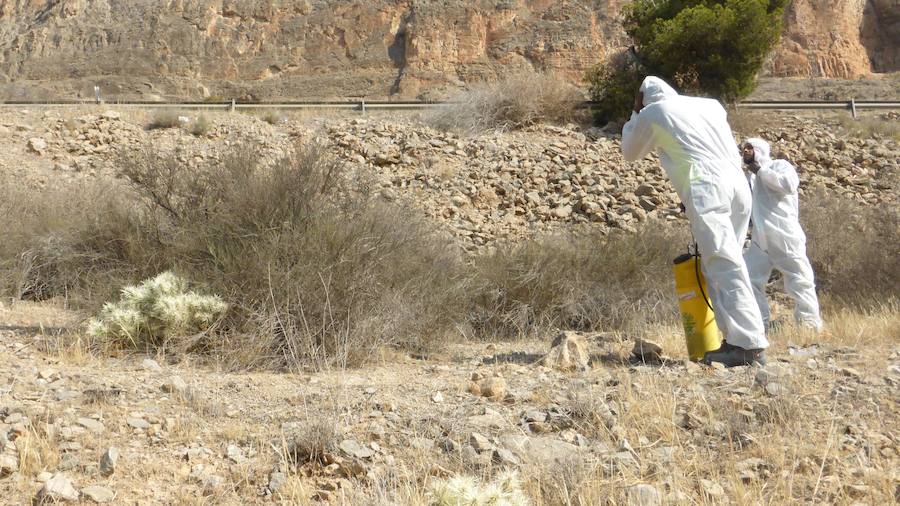 Fumigan el cactus de Arizona en la Vega Baja