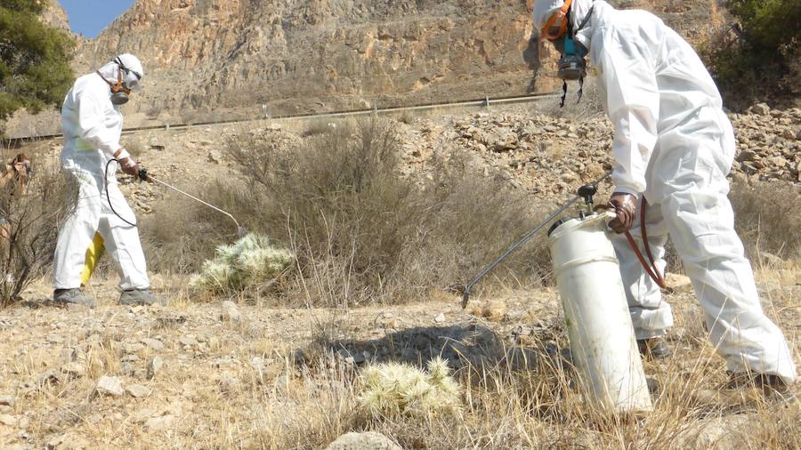 Fumigan el cactus de Arizona en la Vega Baja