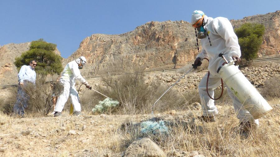 Fumigan el cactus de Arizona en la Vega Baja