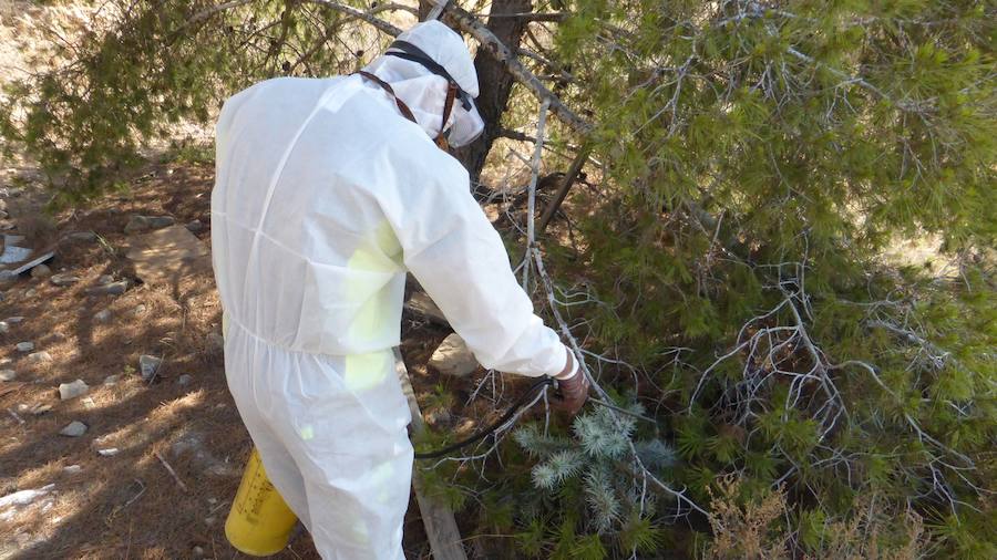 Fumigan el cactus de Arizona en la Vega Baja
