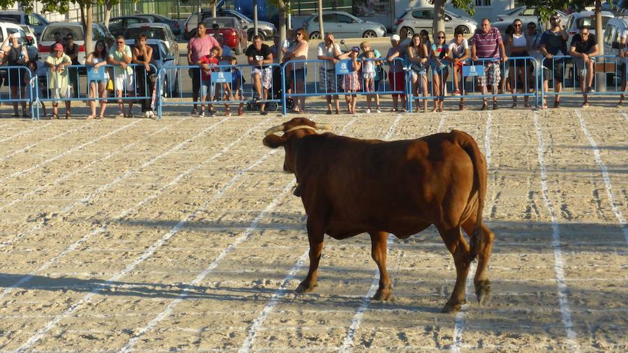 Una caca de vaca que vale 2.000 euros en Dolores