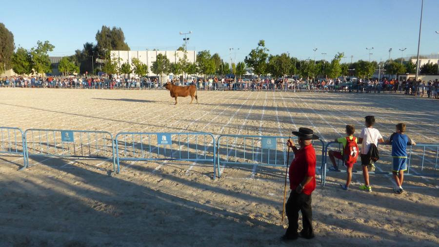 Una caca de vaca que vale 2.000 euros en Dolores