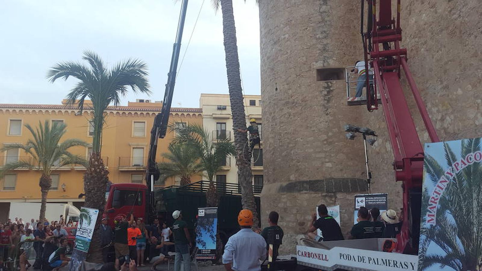 El certamen de trepa de palmera repite ganadores en Elche