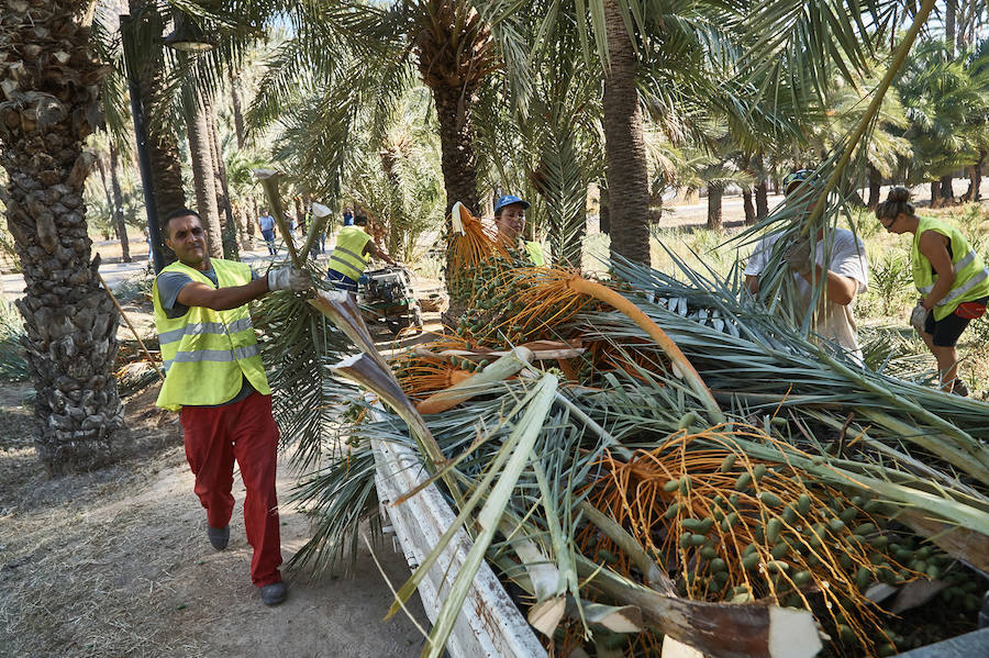 Limpieza en el palmeral de Orihuela