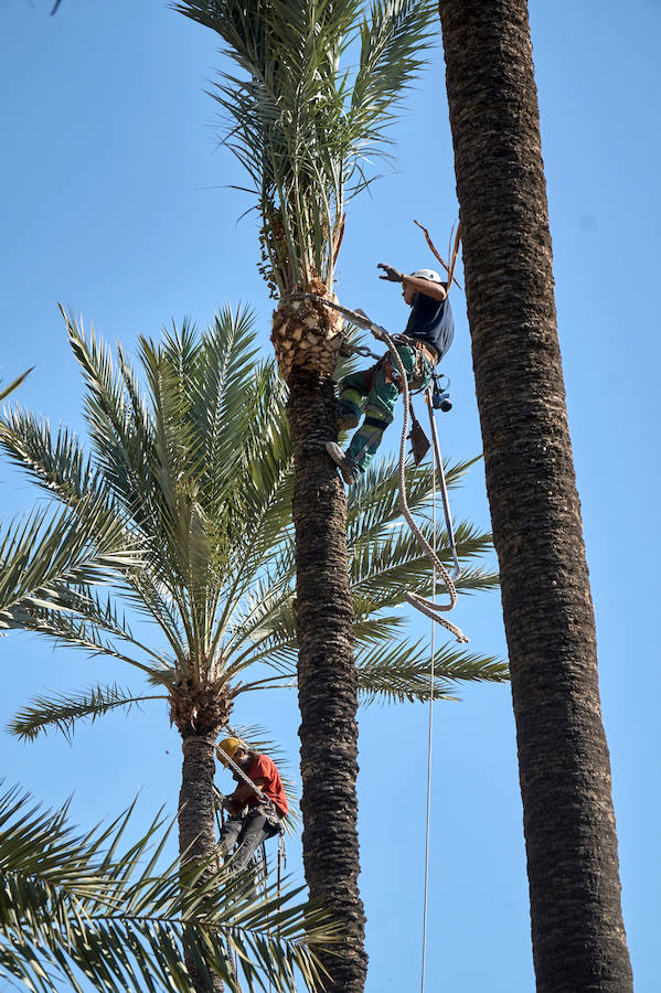 Limpieza en el palmeral de Orihuela