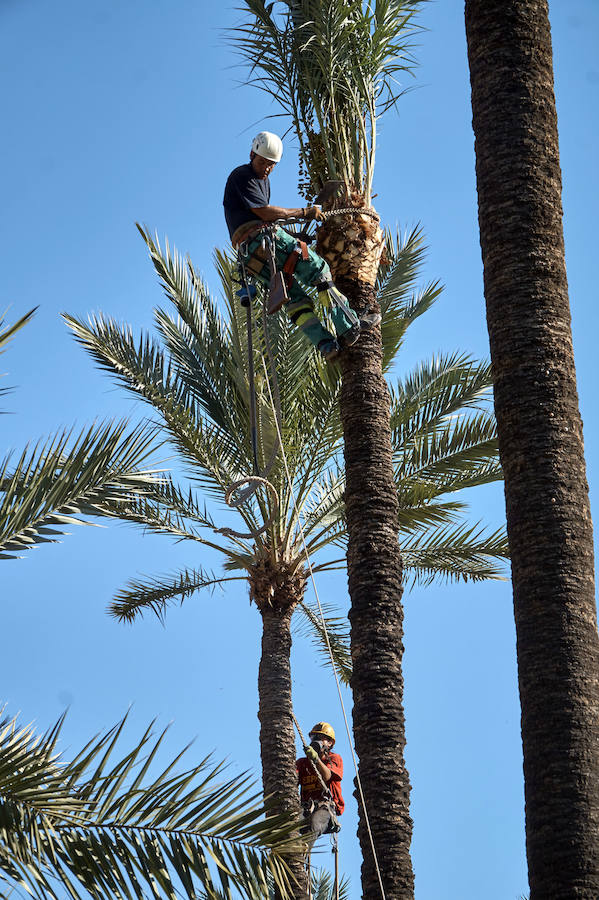 Limpieza en el palmeral de Orihuela