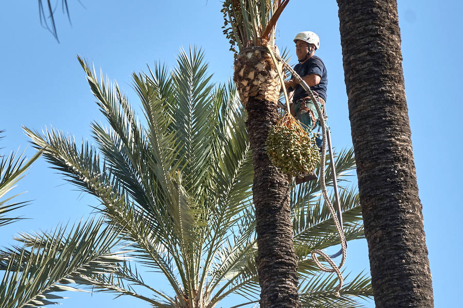 Limpieza en el palmeral de Orihuela