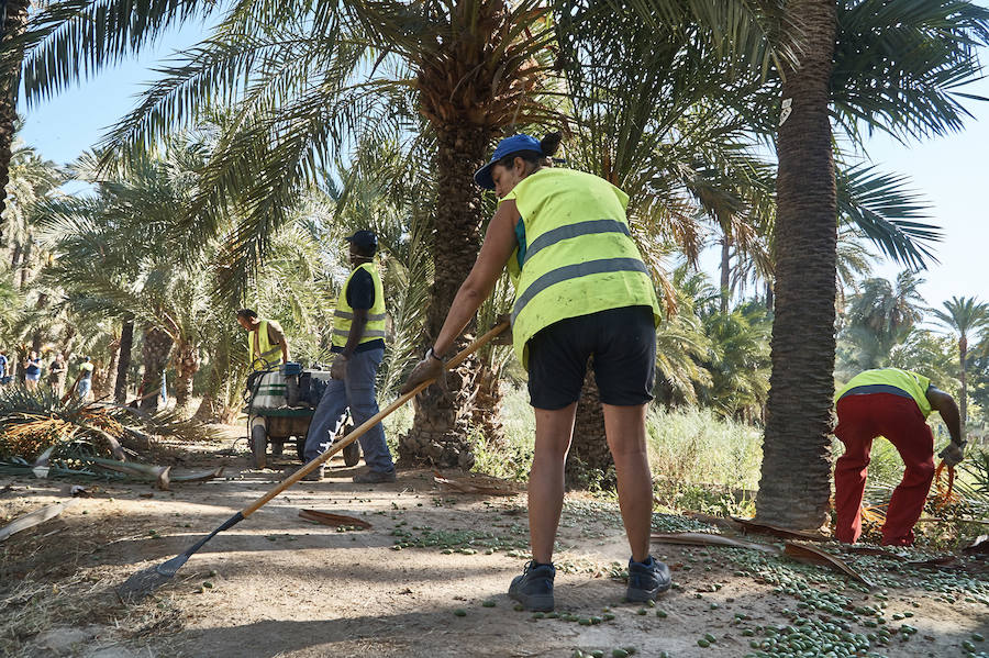 Limpieza en el palmeral de Orihuela