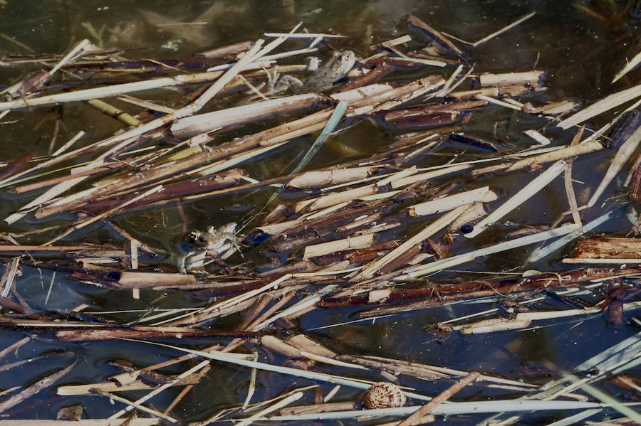 Limpieza en el palmeral de Orihuela