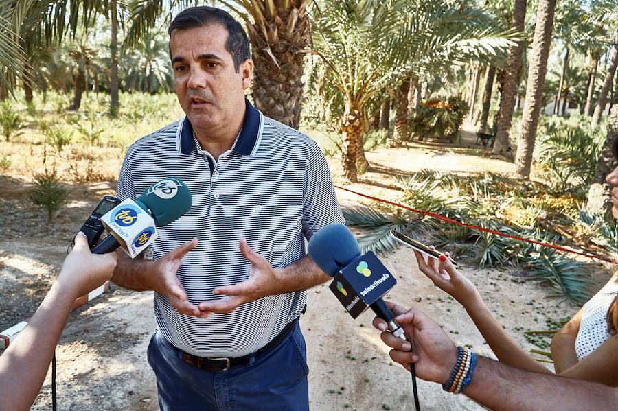 Limpieza en el palmeral de Orihuela