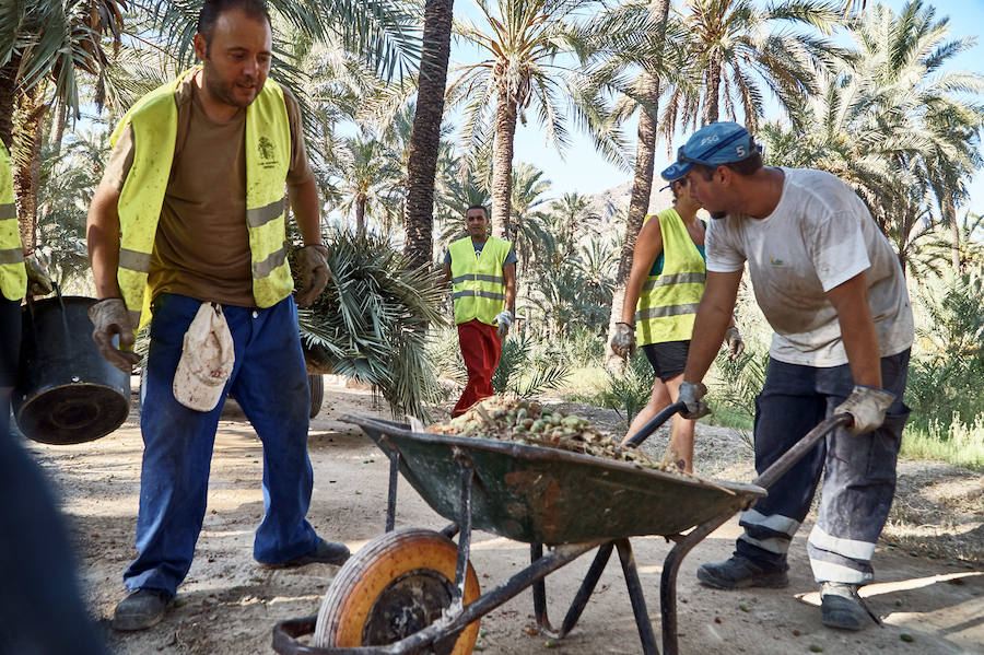 Limpieza en el palmeral de Orihuela