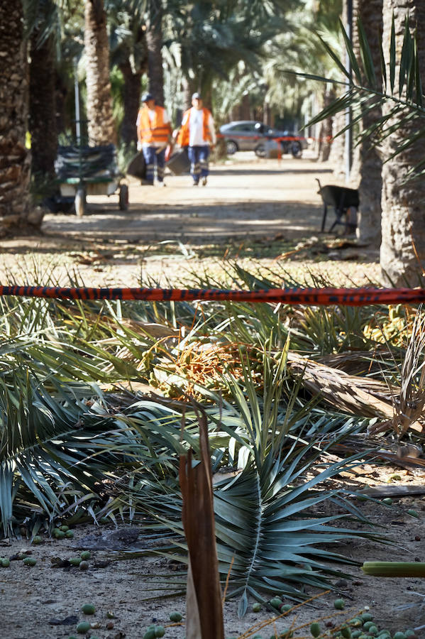 Limpieza en el palmeral de Orihuela