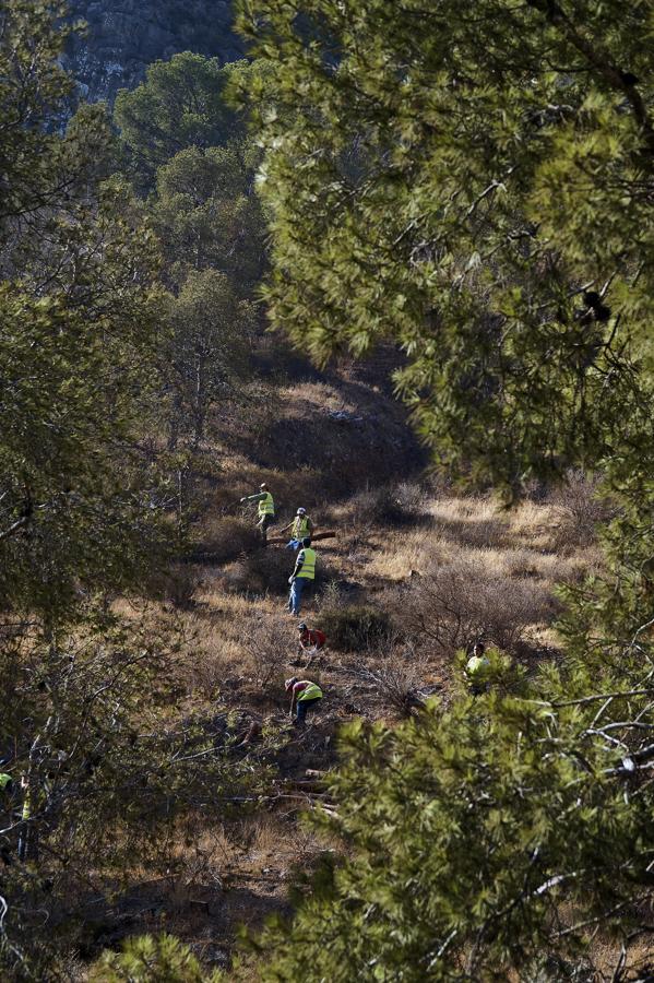 Medio Ambiente talará más de un millar de pinos en San Miguel