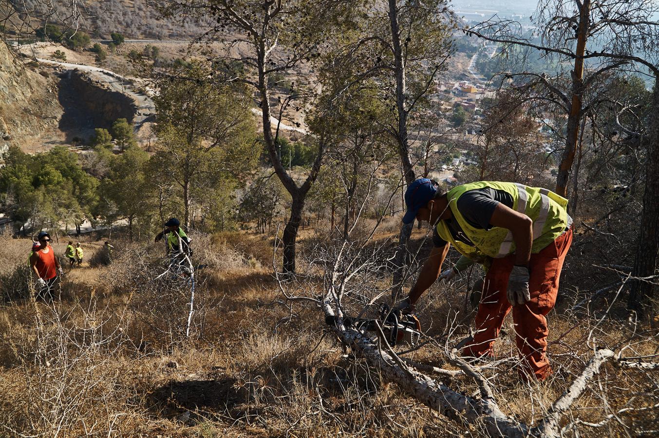 Medio Ambiente talará más de un millar de pinos en San Miguel