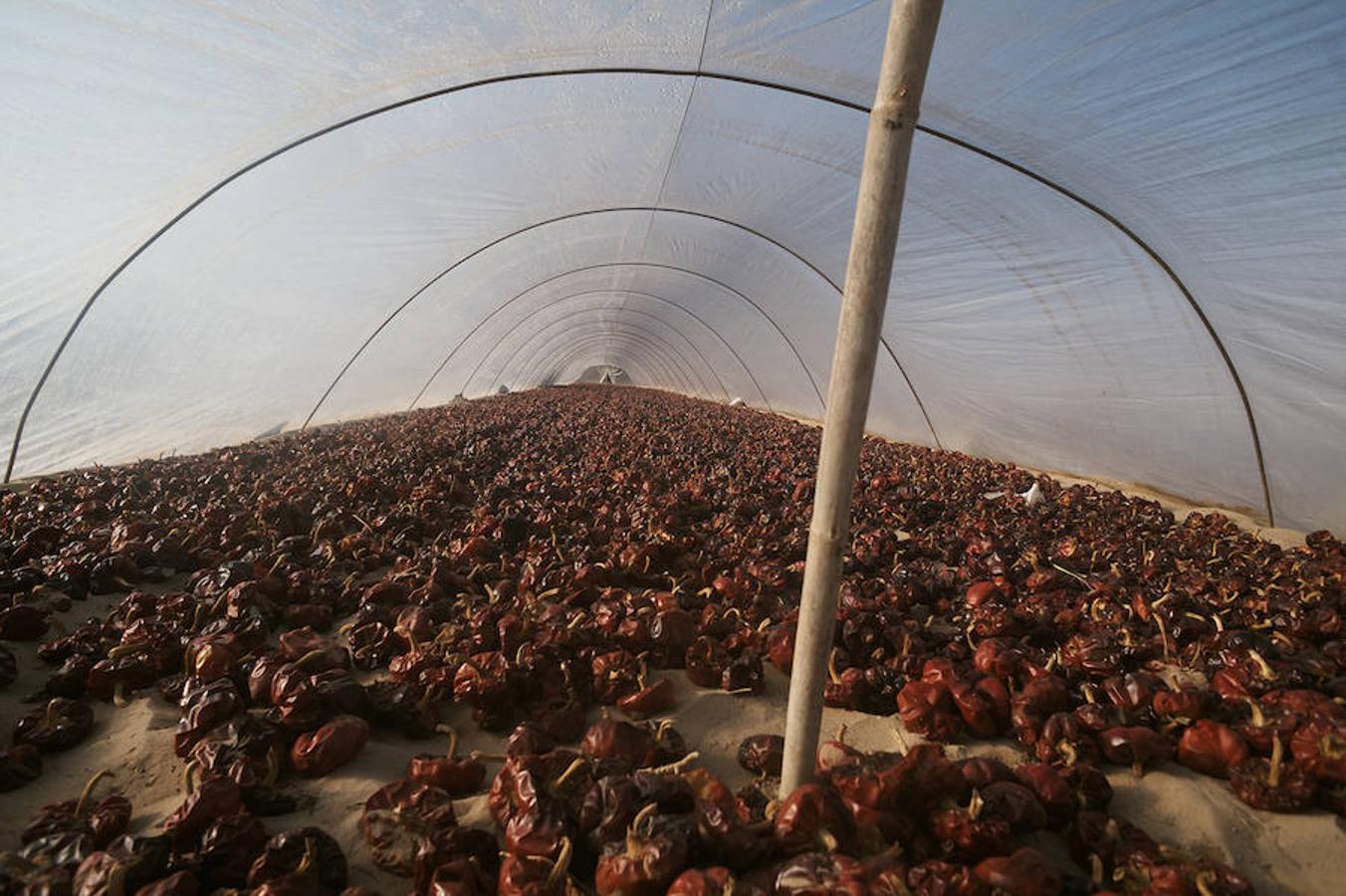 Cocineros de la provincia impulsan la denominación de origen de la ñora