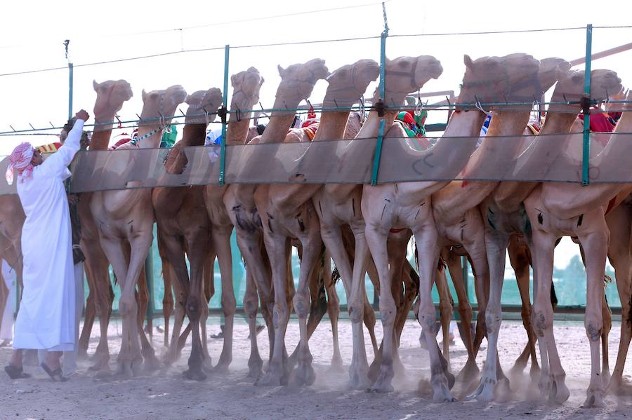 Carreras de camellos sin jinetes menores