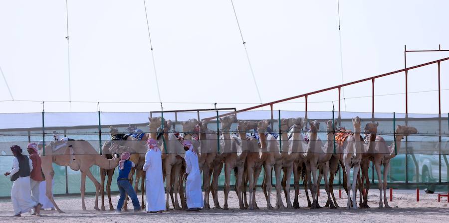 Carreras de camellos sin jinetes menores