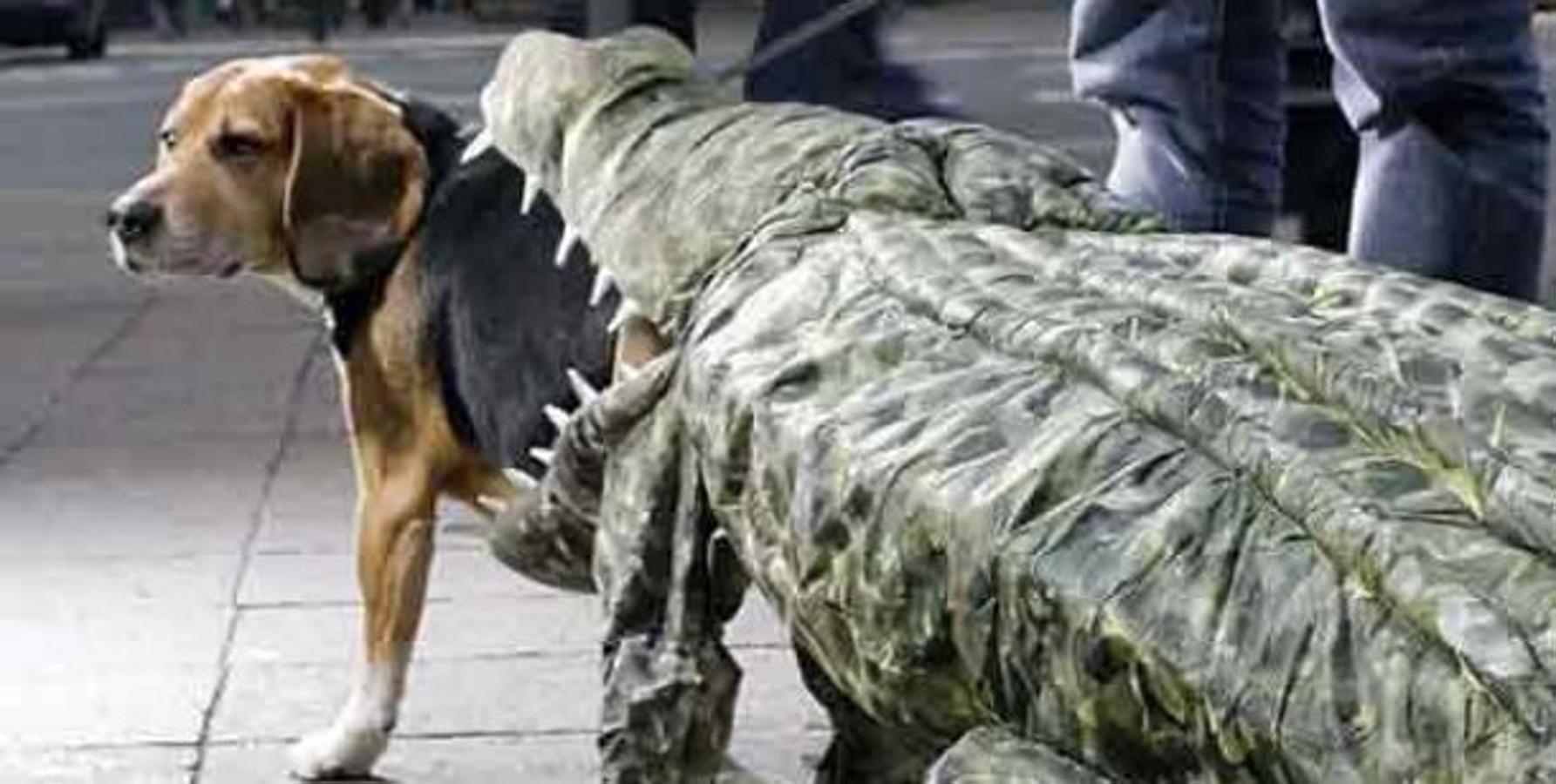 Perro comido por cocodrilo. 