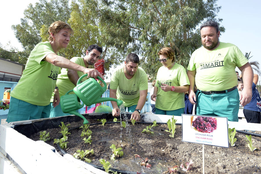 Huerto de la Asociación Tamarit en el CP Valverde