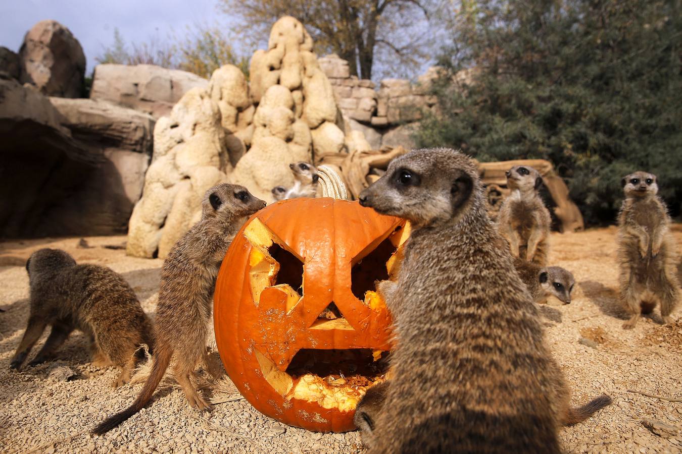 Disfrutando de Halloween como un animal