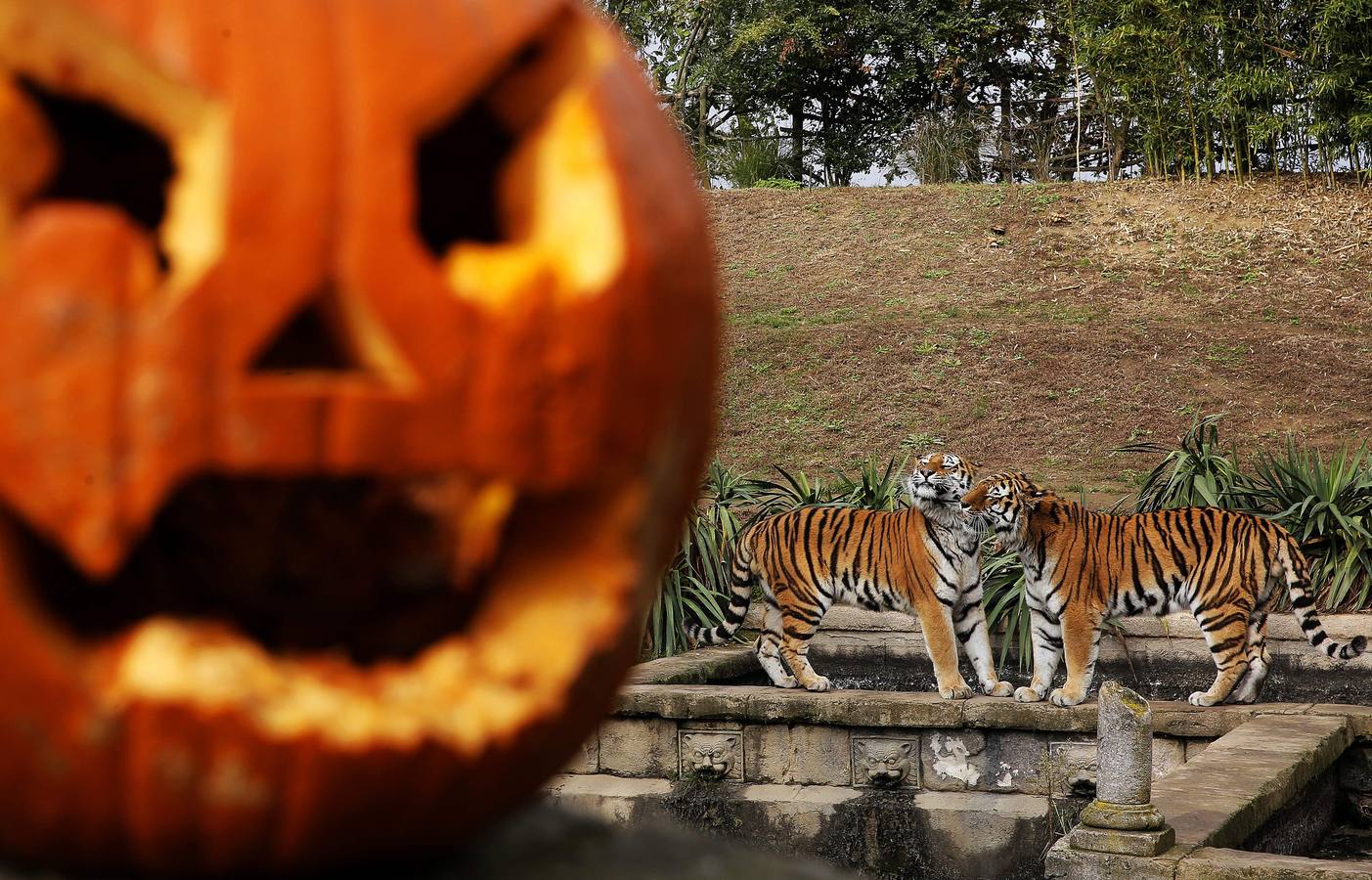Disfrutando de Halloween como un animal