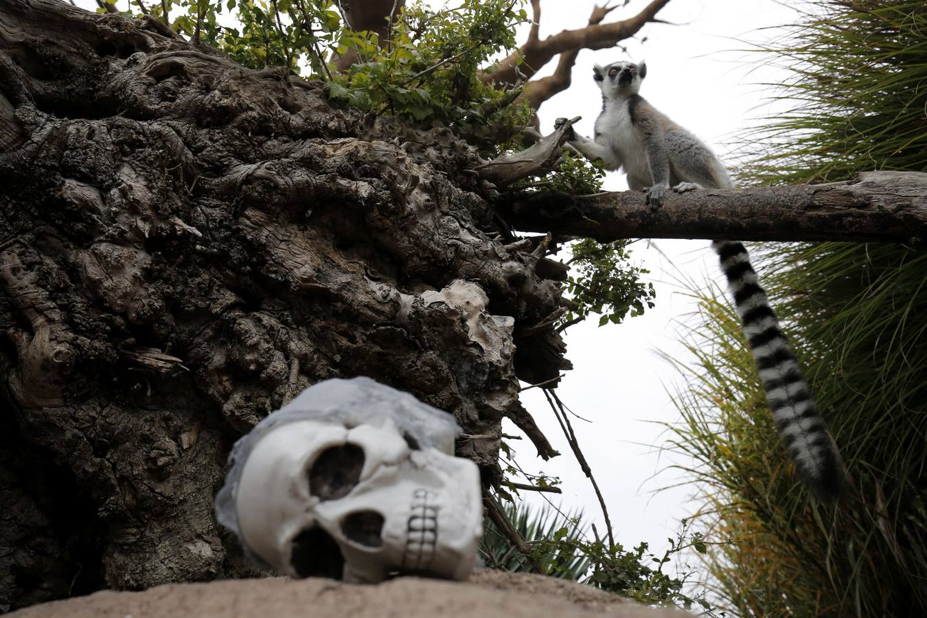 Disfrutando de Halloween como un animal