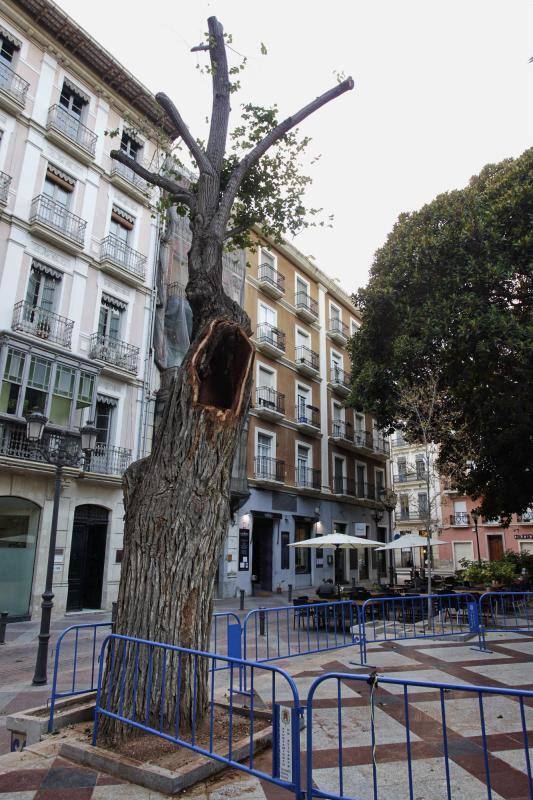 Sanean un olmo centenario en Gabriel Miró tras caer una rama