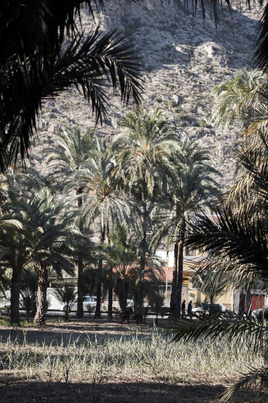 La Asociación Palmeral Vivo se presta a limpiar a mano el Azarbe de Las Fuentes