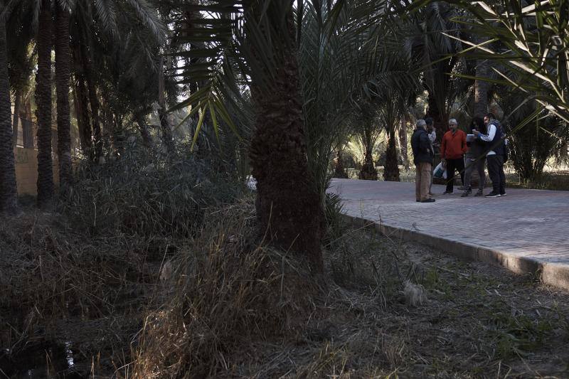 La Asociación Palmeral Vivo se presta a limpiar a mano el Azarbe de Las Fuentes