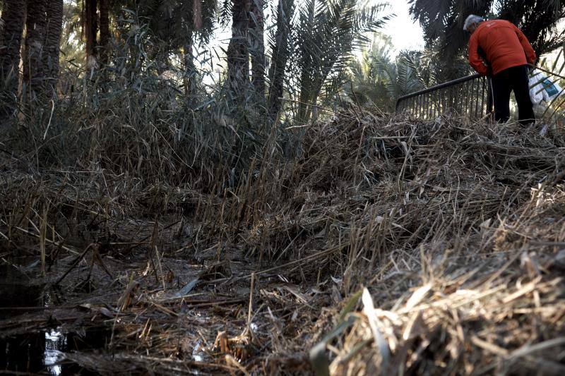 La Asociación Palmeral Vivo se presta a limpiar a mano el Azarbe de Las Fuentes