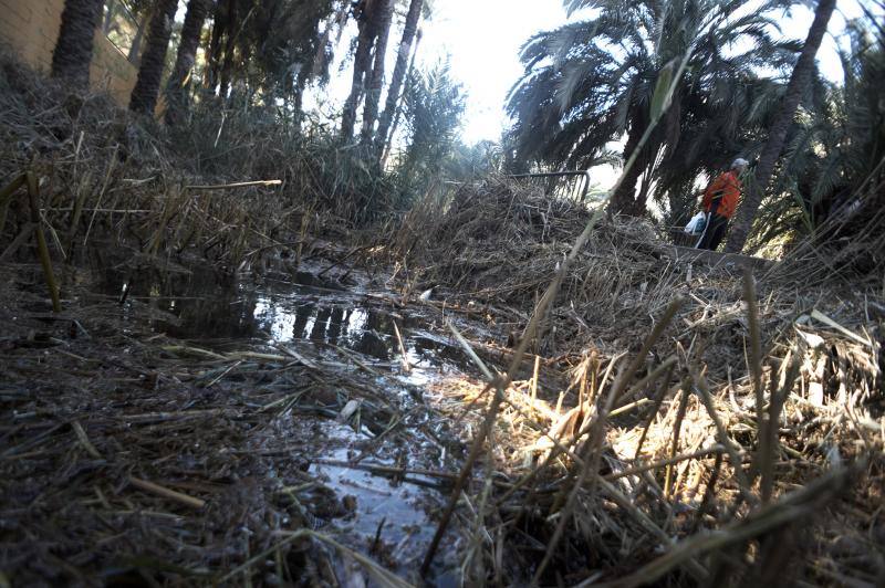 La Asociación Palmeral Vivo se presta a limpiar a mano el Azarbe de Las Fuentes