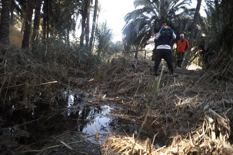 La Asociación Palmeral Vivo se presta a limpiar a mano el Azarbe de Las Fuentes