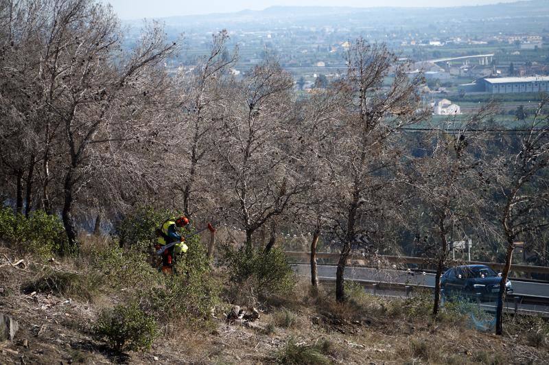 Conselleria quita los pinos secos de la zona más peligrosa de la sierra de Orihuela