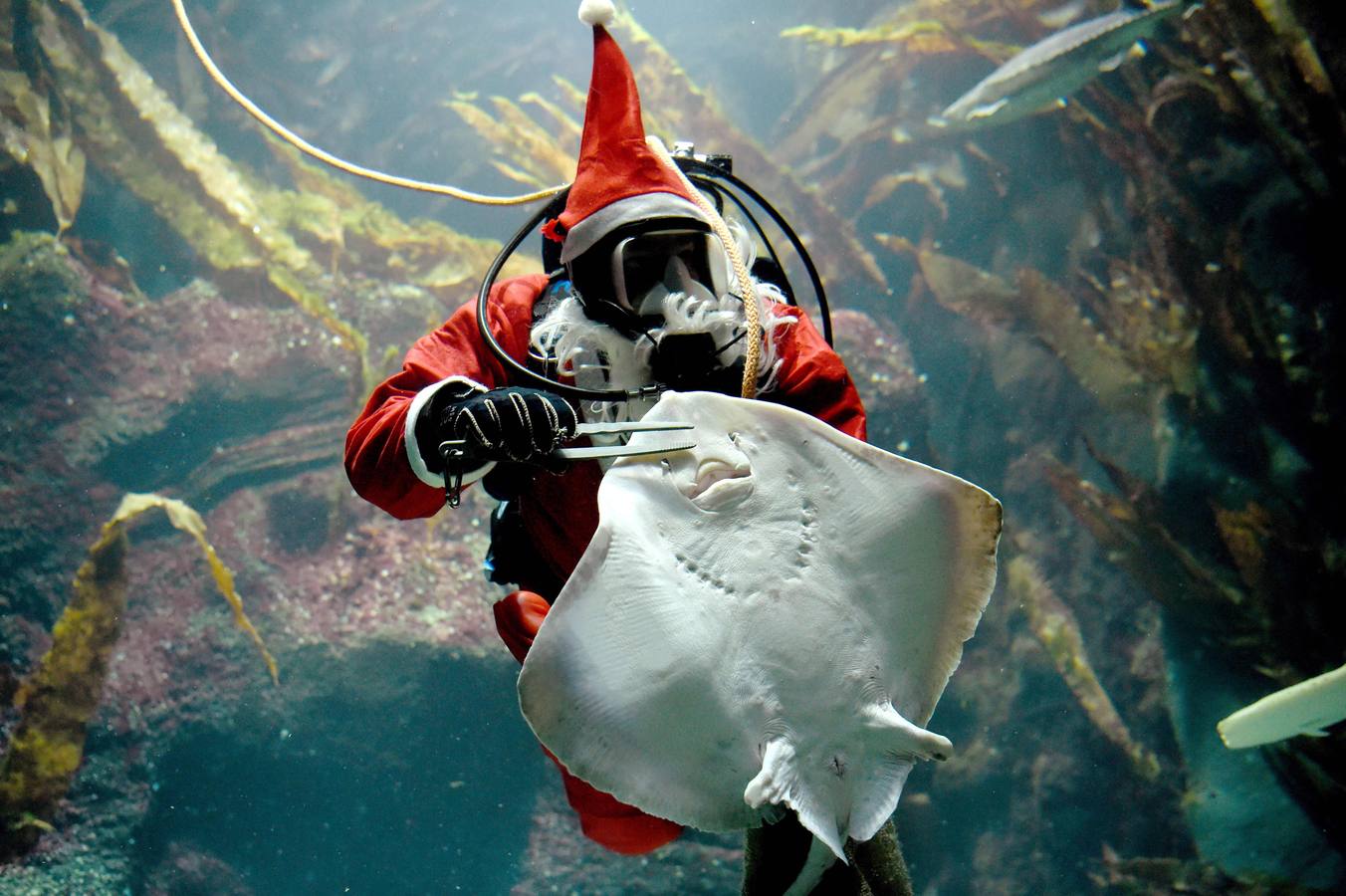 Un Papá Noel que da de comer a los peces