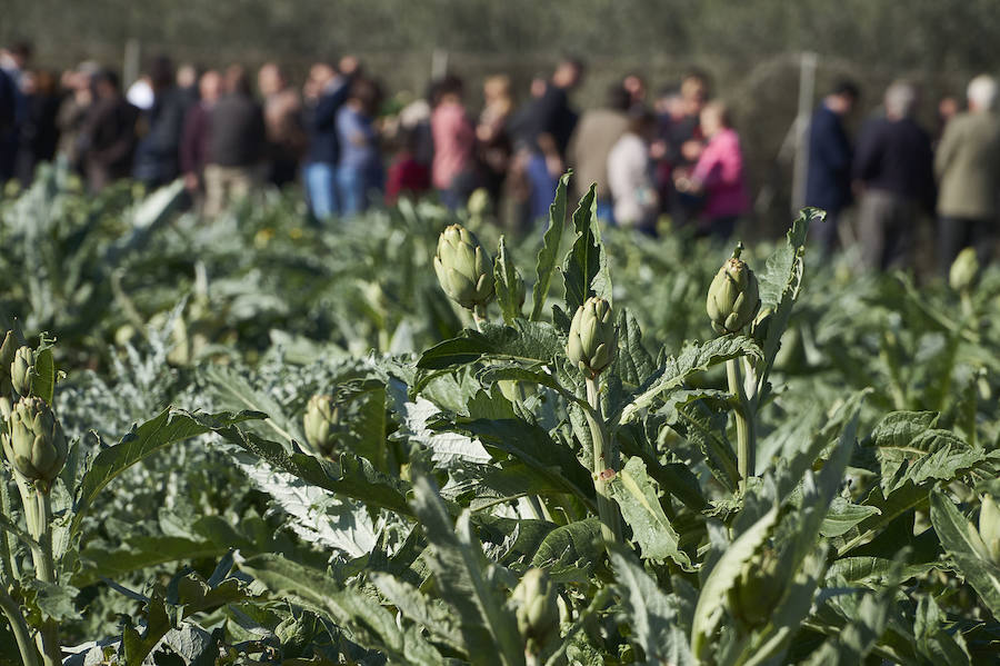 La estabilidad del precio de la alcachofa favorece su cultivo