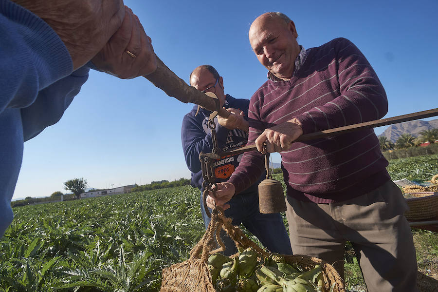 La estabilidad del precio de la alcachofa favorece su cultivo