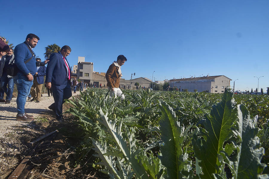 La estabilidad del precio de la alcachofa favorece su cultivo