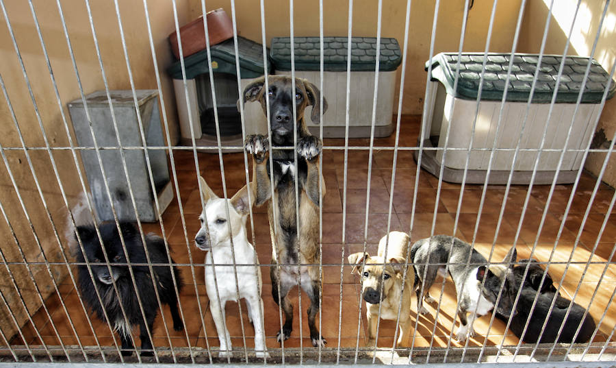 Protesta animalista en la Protectora de Bacarot