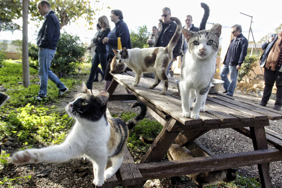 Protesta animalista en la Protectora de Bacarot