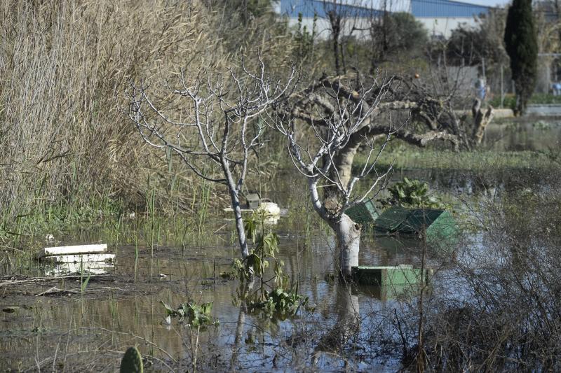 El rastro del temporal en la huerta de Torreagüera