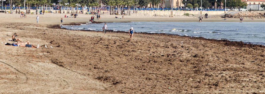 Las playas siguen llenas de algas dos semanas después del temporal