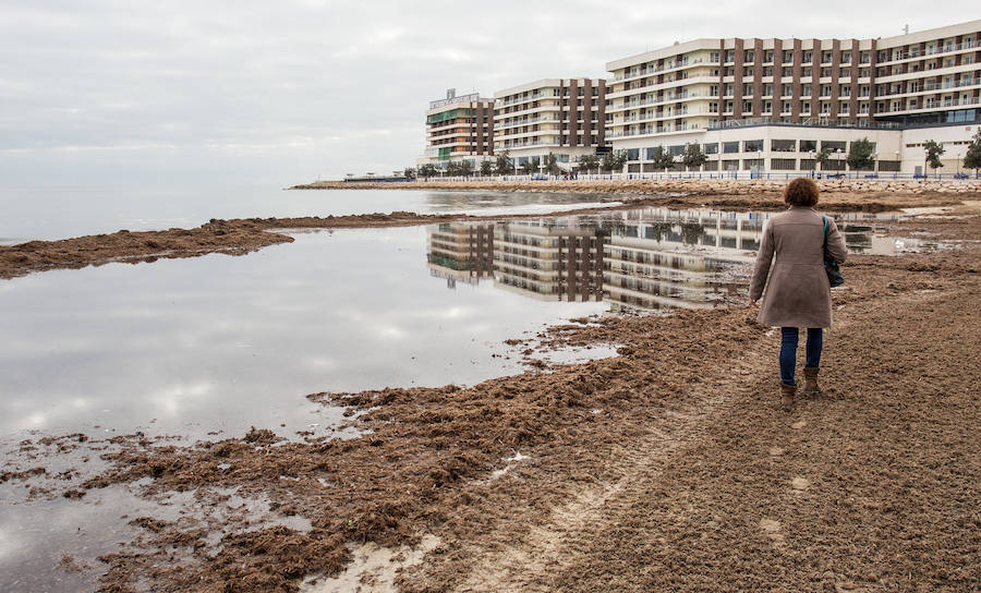 Las playas siguen llenas de algas dos semanas después del temporal