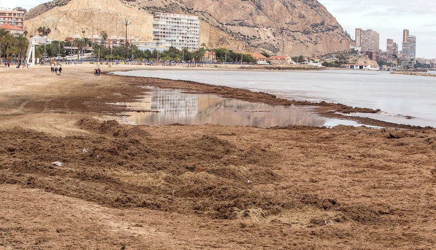 Las playas siguen llenas de algas dos semanas después del temporal