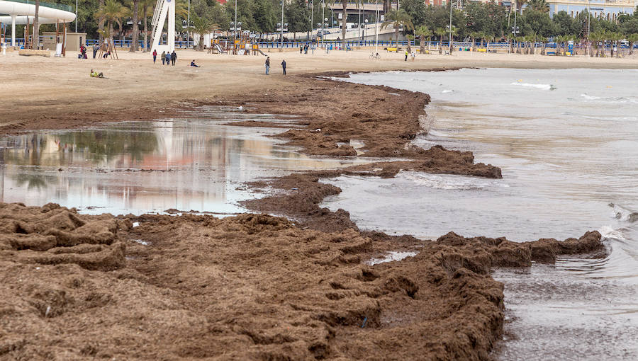 Las playas siguen llenas de algas dos semanas después del temporal