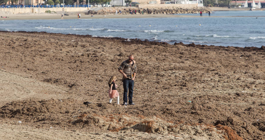 Las playas siguen llenas de algas dos semanas después del temporal