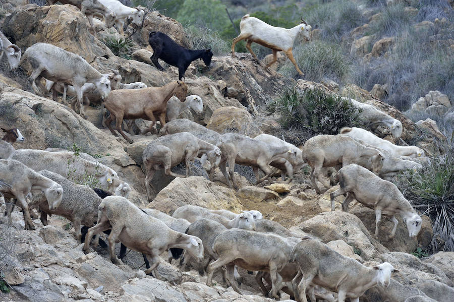 La Fiesta del Rebuzno